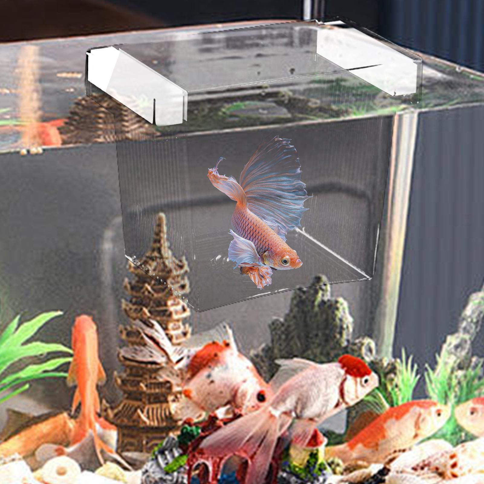 Floating Fish Breeding Isolati - Aquarium Fish Betta recension och pris